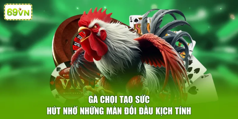 Gà chọi tạo sức hút nhờ những màn đối đầu kịch tính